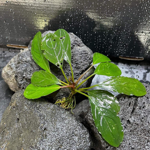 Bucephalandra Dark et Green achilles belle taille