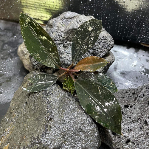 Bucephalandra Silver grey et dark akhanta