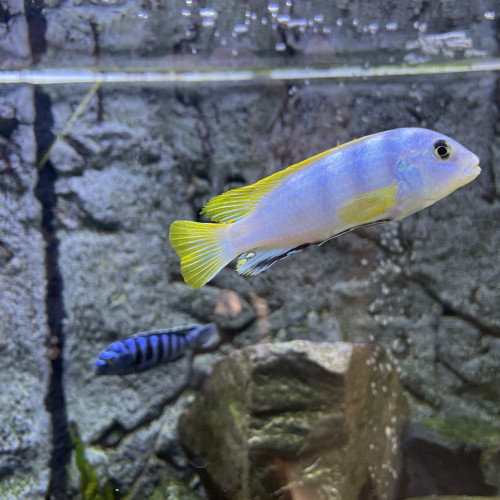 Don Labidochromis Perlmutt nacré Cichlidés 2 mâles