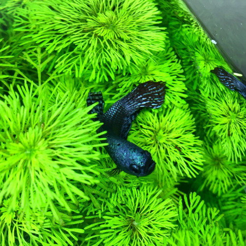 Don de combattant alien bleu