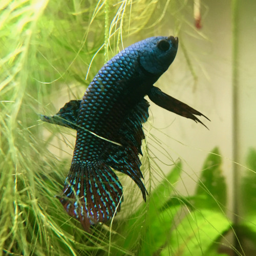 Don de combattant alien bleu