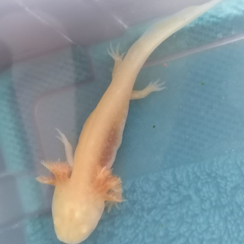 Axolotl gold albinos