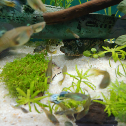 Vends guppy