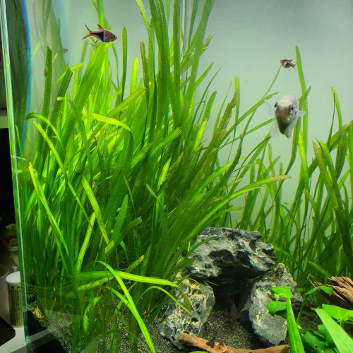 Plante d'aquarium Vallisneria