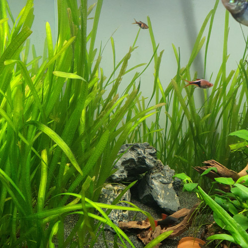 Plante d'aquarium Vallisneria