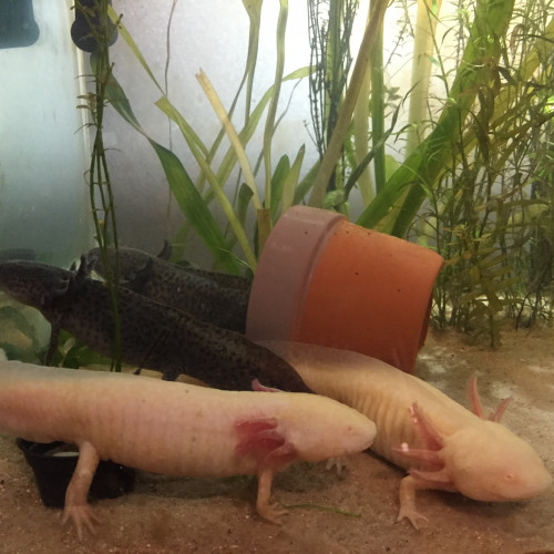 Jeunes axolotls