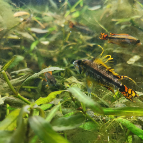 Apistogramma cacatuoides double orange