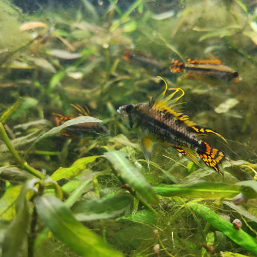 Apistogramma cacatuoides double orange