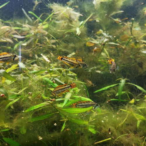 Apistogramma cacatuoides double orange