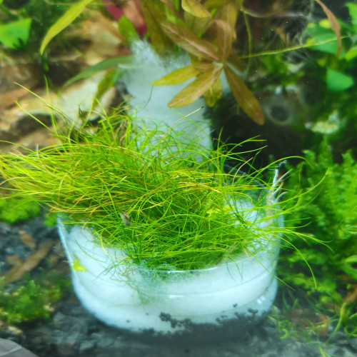 Portion eleocharis