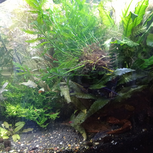 Bucephalandra brownie purple