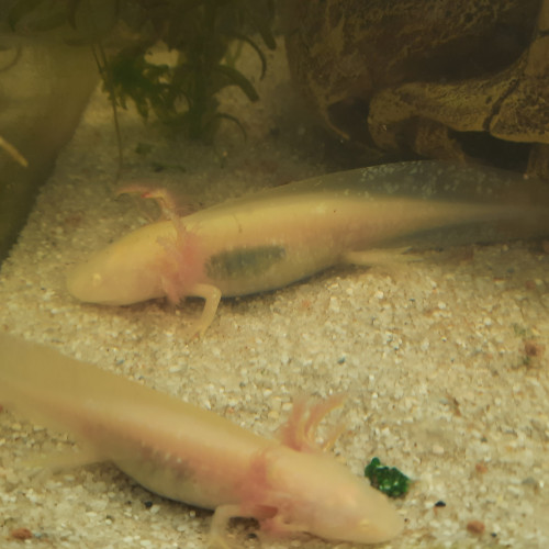 axolotls >10cm à vendre ! (gold/albinos/sauvage)