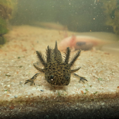 Acheter axolotls >10cm à vendre ! (gold/albinos/sauvage)
