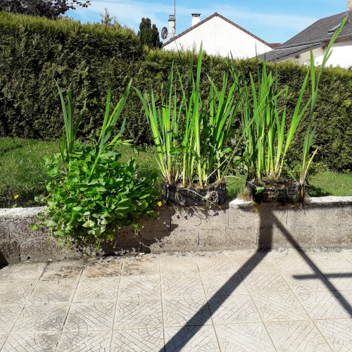 plantes pour bassin , étang ou lagunage