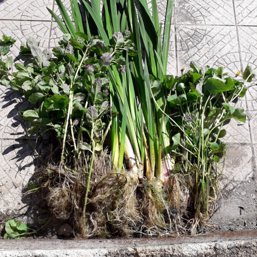 plantes pour bassin , étang ou lagunage