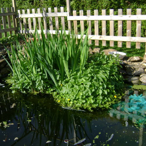 plantes pour bassin , étang ou lagunage