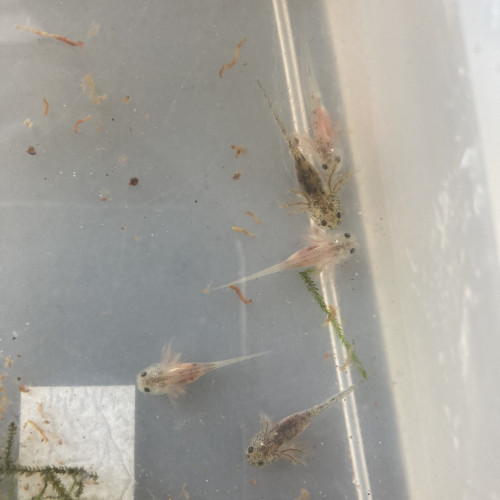Urgent Petits axolotls roses et sauvages 3 cm