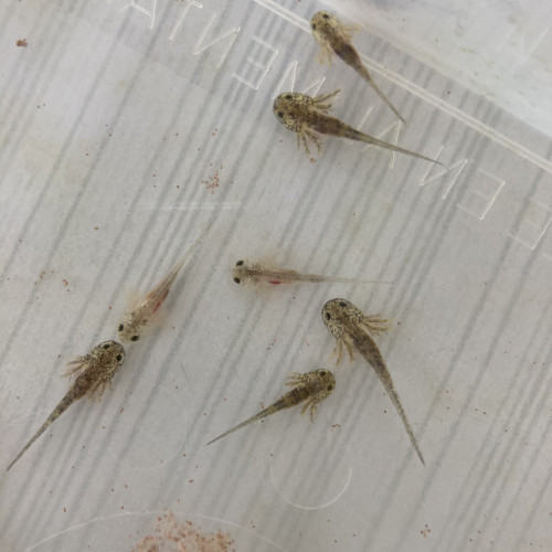 Urgent Petits axolotls roses et sauvages 3 cm