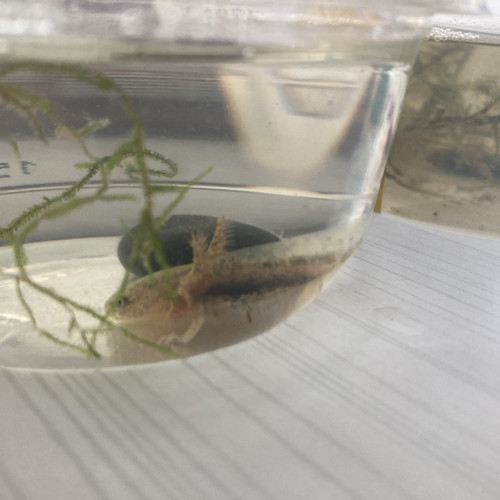 Urgent Petits axolotls roses et sauvages 3 cm