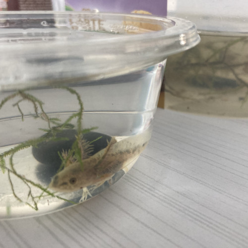 Urgent Petits axolotls roses et sauvages 3 cm