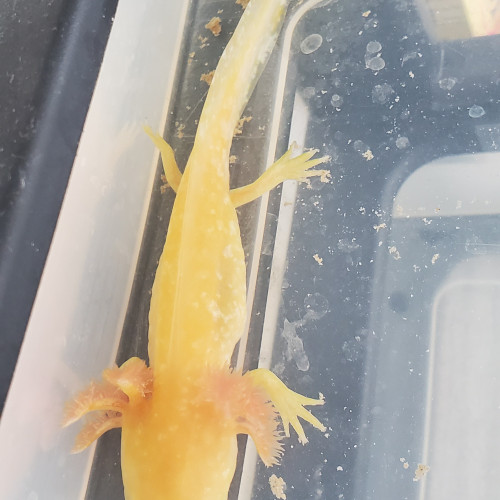 axolotl