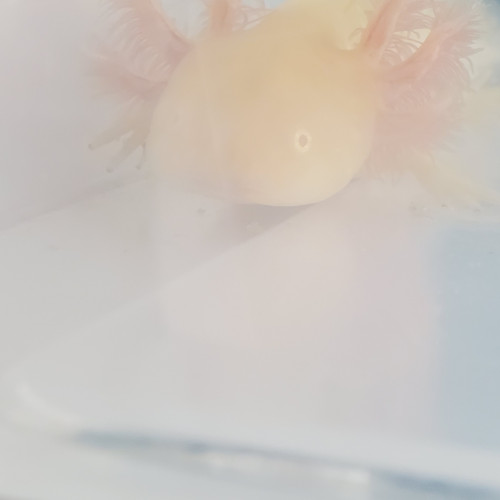 axolotl
