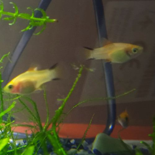 Bébés platy