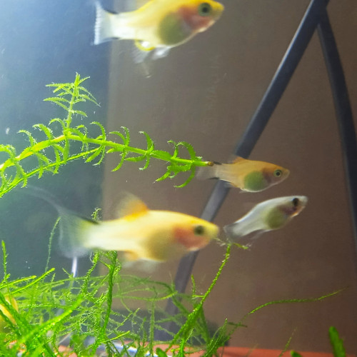 Bébés platy