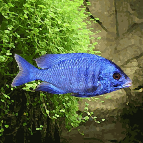 Haplochromis phenochilus (environ 5 cm)