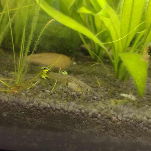 Lot de 5 jeunes femelles Guppys pour 3 euros