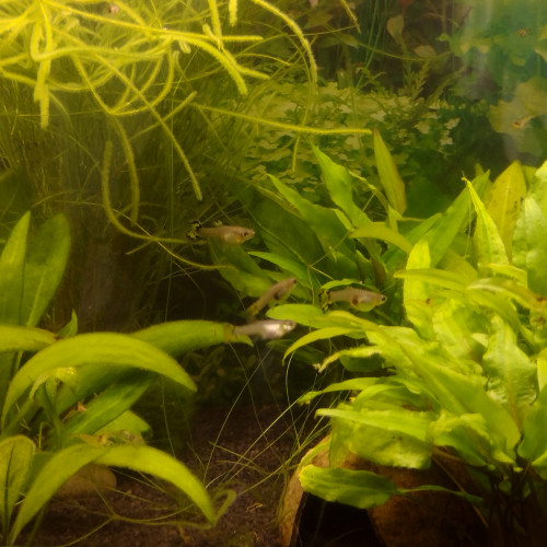 Lot de 5 jeunes femelles Guppys pour 3 euros
