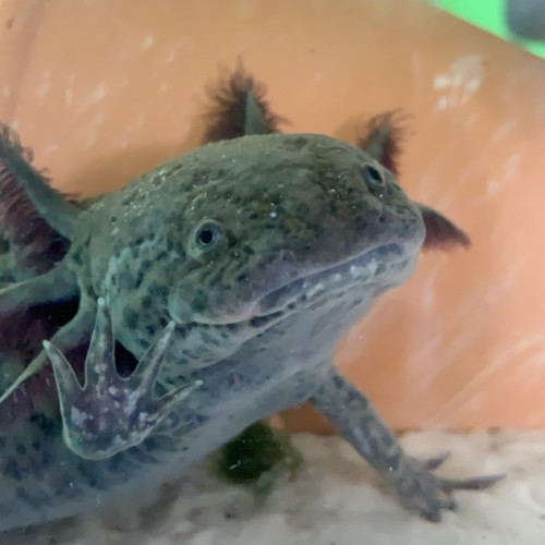 Acheter axolotl