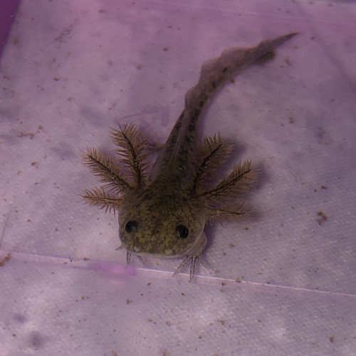 Réservation axolotl juvéniles