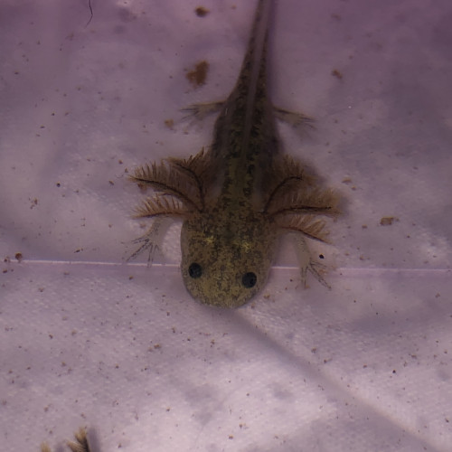 Réservation axolotl juvéniles