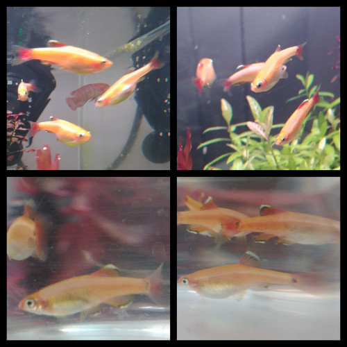 Tanichtys albonubes gold