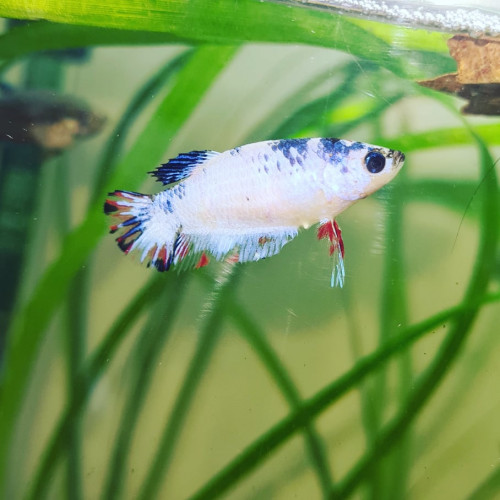 betta femelle fancy
