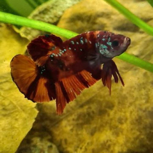 betta giant nemo galaxy