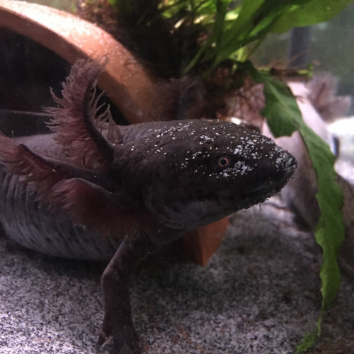 DON urgent 3 axolotl