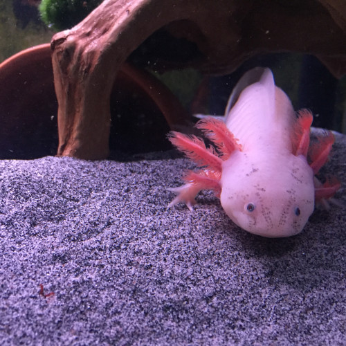 DON urgent 3 axolotl