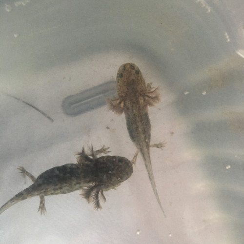 Axolotls