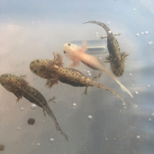 Axolotls