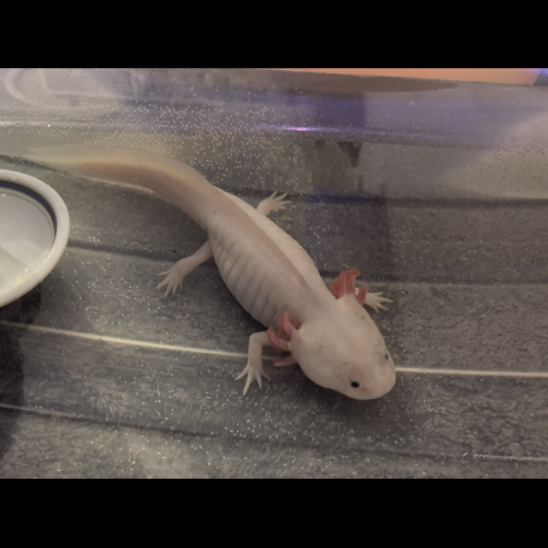 Vend axolotls