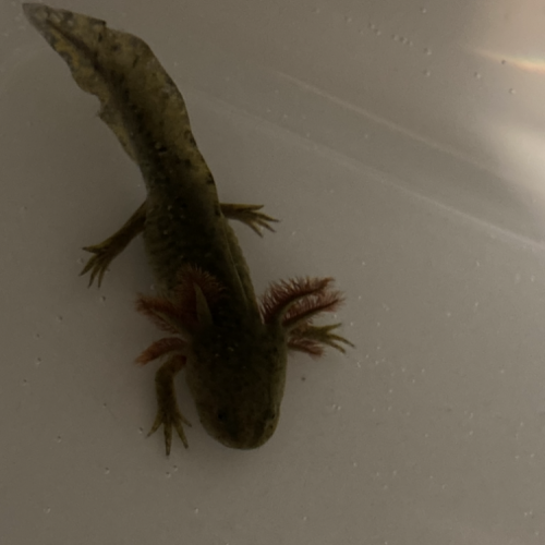 Vend axolotls