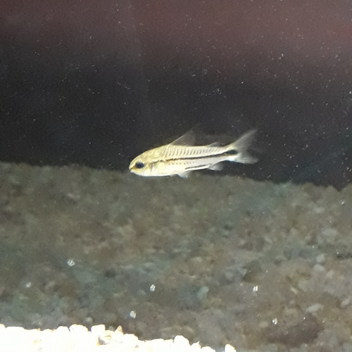 URGENT Donne 1 brachydanio rerio voile (danio zébré) et 3 corydoras pygmaeus (corydoras nain)