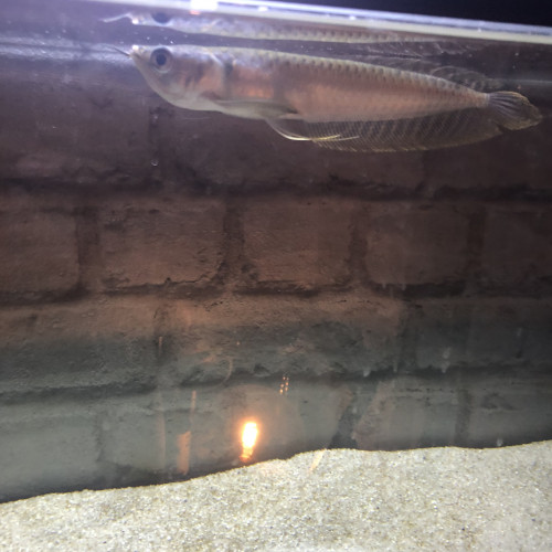 Arowana argenté