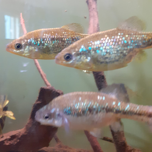 Ameca splendens