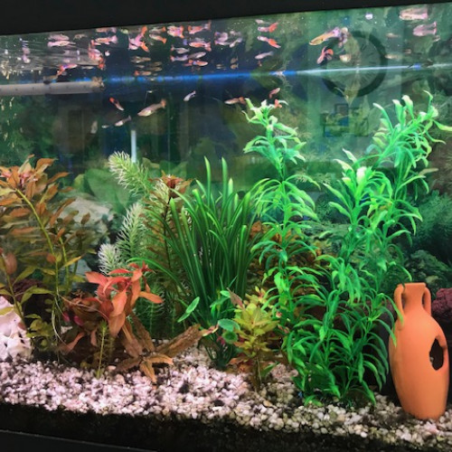 Aquarium tout équipé et habité