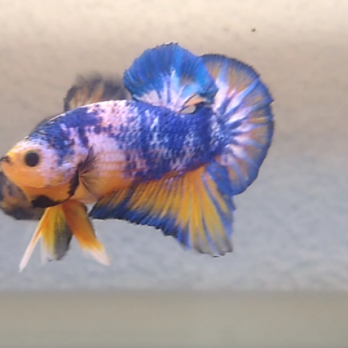 Betta plakat Mâle Yellow Fancy 12 semaines