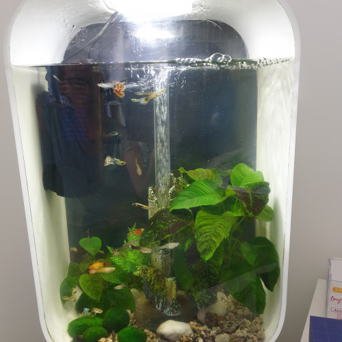 Aquarium biorb life 45l + nombreux accessoires