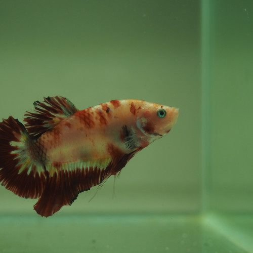 Mâle Betta Giant Hallfmoon Plakat KôÏ